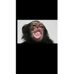 MonkeyChex
