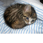 Little cute tiny kittys