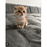 The Cute Baby Cat