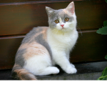 Calico cats army