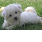 Bichon Frise