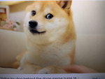 THE DOGE BROS OFFICAL