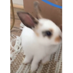 Karen the great block