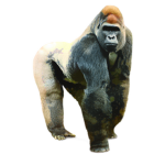 #gorillacult