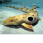 Team Shark Fish