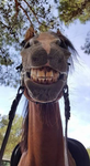 Horse look at camera
