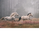 >Peace Meadows<