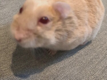 hamsters are cute :3