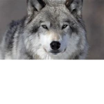 The wolves teams