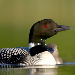 Loon Army Application