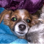 If you join this Group you help this missing dog