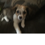 my dog is cute __