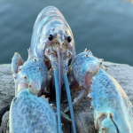 blue lobster gaming