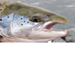 Silly Salmon Studios