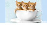 The cat fangroup!