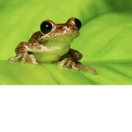 Wet frogs