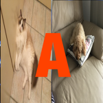 Animal Area