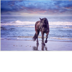 Horses are the start of fun Academy