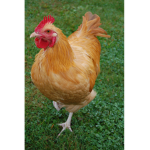 us.chicken.army