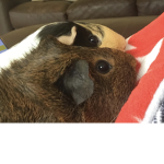 Guinea Piggy Fan Group