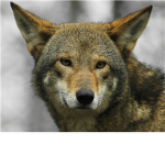 extinct animals