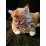 kitty owners unite