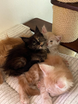 WE LOVE ANIMALS SO MUCH!!!