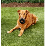 dogs fan group!!