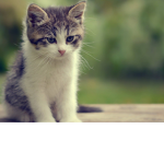 ~ThePerfectKittys~