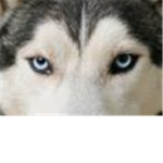 Wolfs Instinct