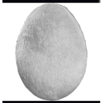 Egg SMP
