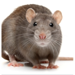 RATS ARE GOOD AND HOT