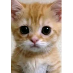 El Gato's club!