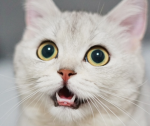 The Booguettes
