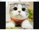 Kawaii cats :3