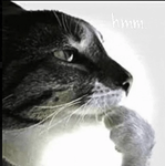 Thinking Cat Shop