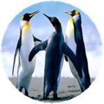 Penguiners
