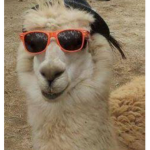 Alpacas and ducks