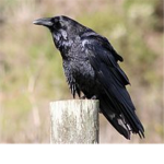 ~.:.RavenValley Residents.:.~