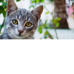 Cutie_cats