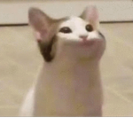 P0P cat cult