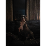 American pitbull’s
