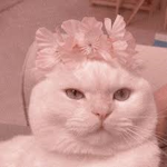 Adorable Kittens!