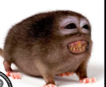 The Monkie Clan