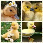 Da Duck Crew