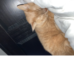 Dora the cat