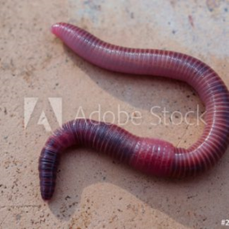 worms