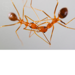 AC (Ants Canada) Fans!