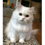Kitty_army!!
