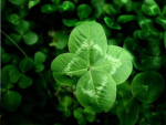 Peyton’s Clovers
